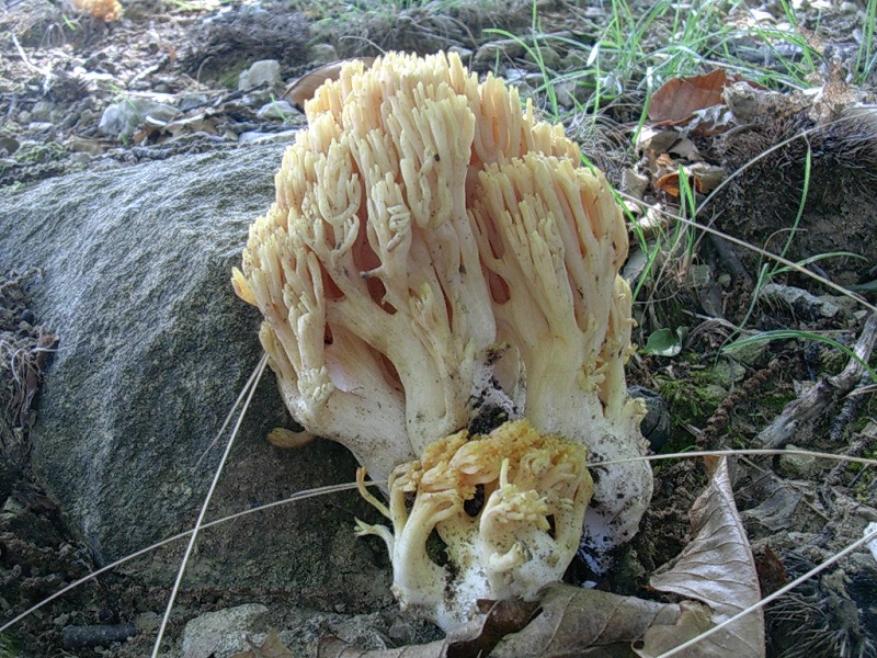 458 Ottobre vecchio ritrovamento